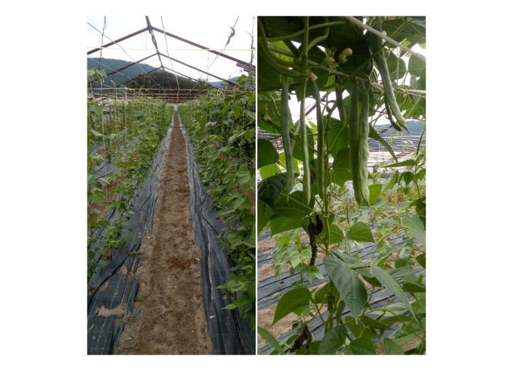 Judías verdes de aire libre
